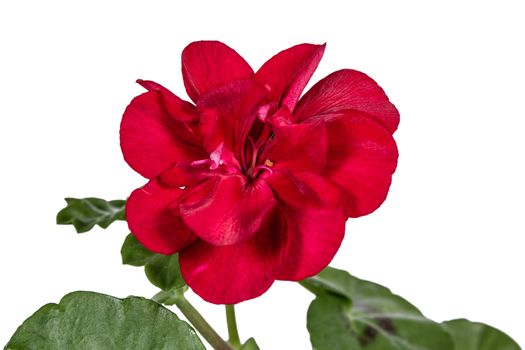 Flower of geranium, lat. Pelargonium, isolated on white background