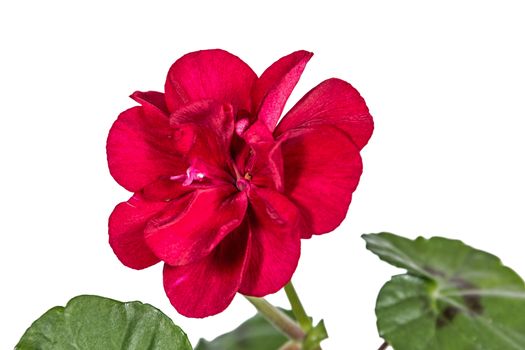 Flower of geranium, lat. Pelargonium, isolated on white background