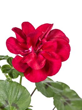 Flower of geranium, lat. Pelargonium, isolated on white background