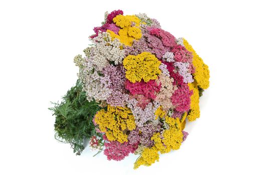 Bouquet of yarrow (lat. Achillеa), isolated on white background