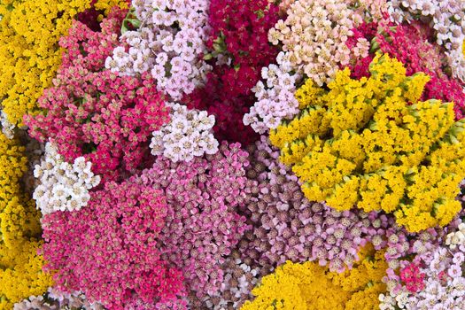 Flowers yarrow (lat. Achillea), background, wallpaper