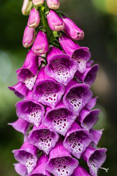 Flower foxglove, lat. Digitalis purpurea