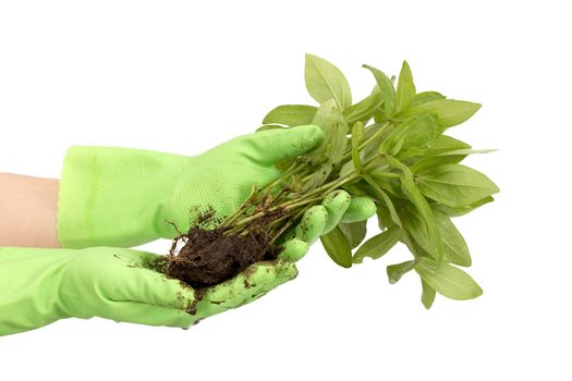 Human hands and young plant