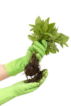 Human hands and young plant