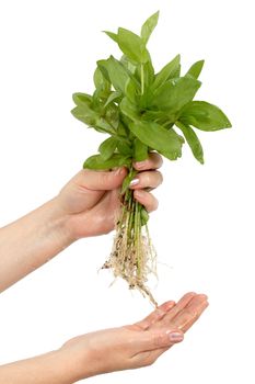 Human hands and young plant