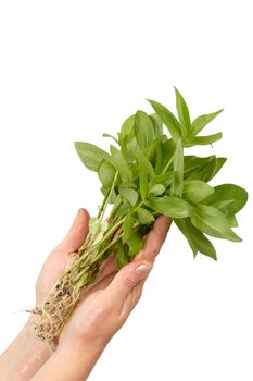 Human hands and young plant