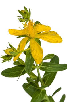 Flower of Hypericum (Latin Hypericum), isolated on white background