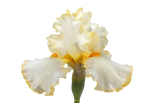 Flower of iris, lat. Iris, isolated on white backgrounds