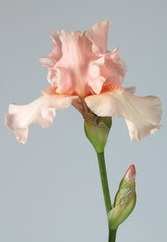 Flower of iris, lat. Iris, isolated on gray backgrounds