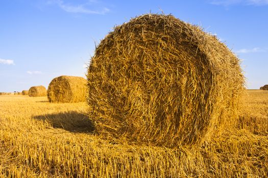  a stack the straw lying on an agricultural field after cleaning of cereals