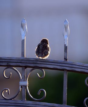 picture of a House sparrow in the morning sun