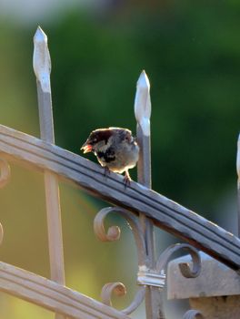 picture of a House sparrow in the morning sun