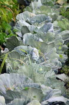 Picture of a organic cabbage in a garden