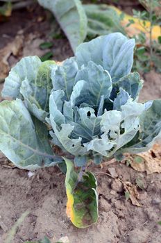 Picture of a organic cabbage in a garden