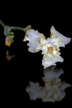 Flower of iris, lat. Iris, isolated on black backgrounds