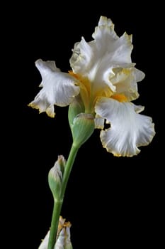 Flower of iris, lat. Iris, isolated on black backgrounds