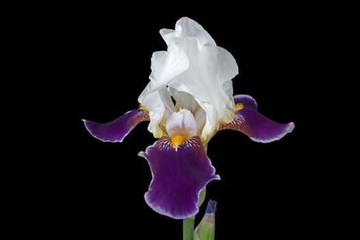 Flower of iris, lat. Iris, isolated on black backgrounds