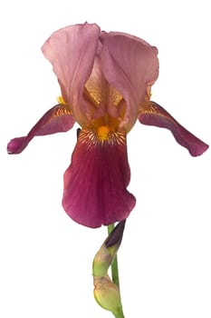 Flower of iris, lat. Iris, isolated on white backgrounds