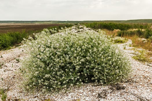 Flowering bush tumbleweed on the shore of the dry lake