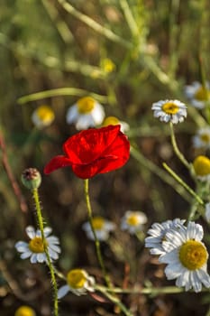 The beautiful flower of wild poppy on the background of daisies
