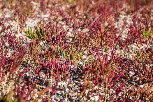 The glasswort (lat. Salicornia borysthenica), plant is which grows on salted soils