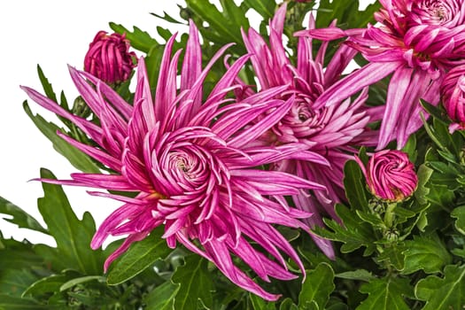 Flowers of chrysanthemum, isolated on white background