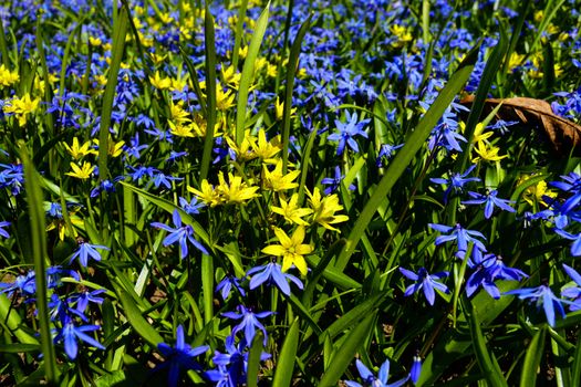 Flowers in Garden at Spring