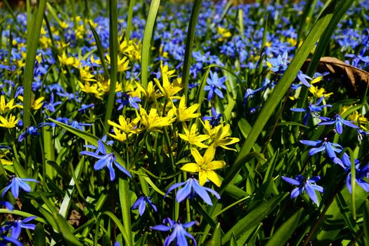 Flowers in Garden at Spring