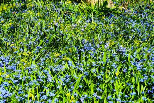 Flowers in Garden at Spring