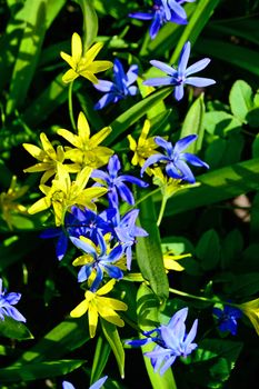 Flowers in Garden at Spring