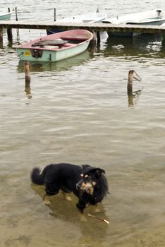 Dog in a Lake