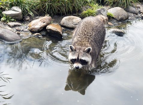 raccoon walking in the water with grass near the  rocks 