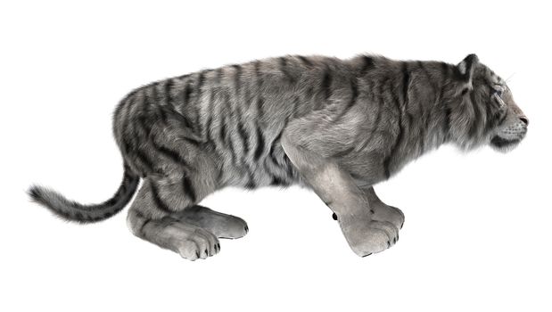 3D digital render of a white tiger hunting isolated on white background