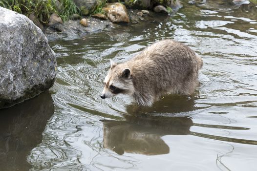 raccoon walking in the water near the rocks