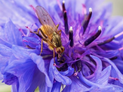 Small hairy brown fly rests on a purple flower in evening shade