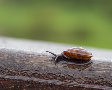 Closeup of a brown wet snail on wood