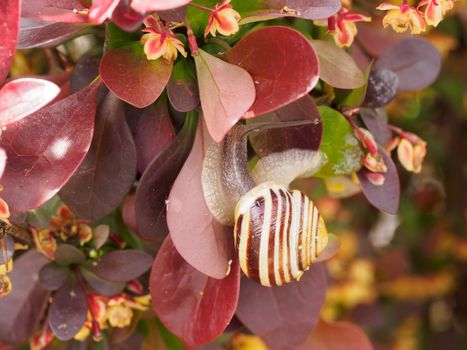 Simple snail in red leaves of a bush