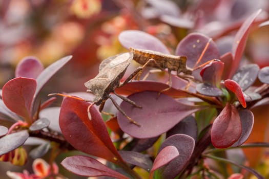 Two small brown bugs resting on a red bush