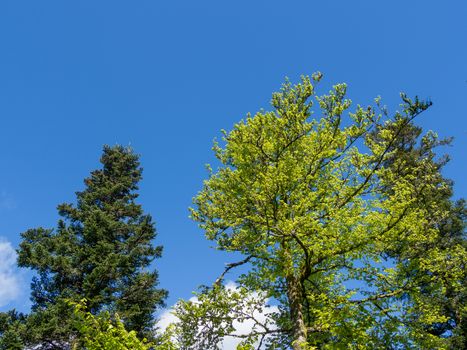 Colorful contrasting trees in front of a bright blue sky