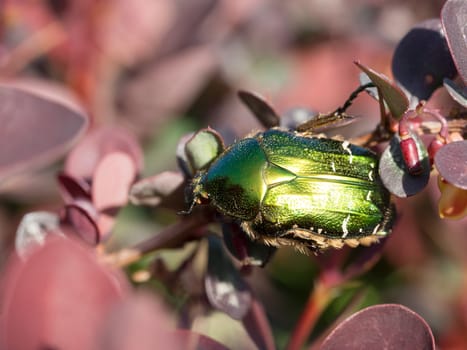 Macro of a green beetle on a bush in bright light