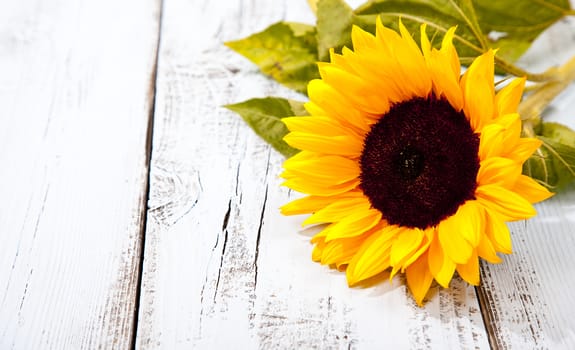 Sunflower on blue white wooden background