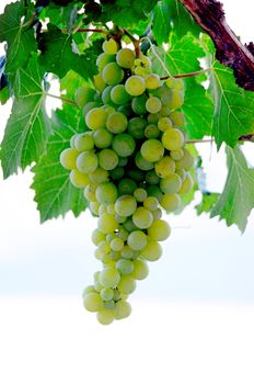  Picture of a Grapes on the Vine just before harvest