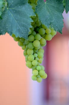  Picture of a Grapes on the Vine just before harvest