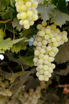  Picture of a Grapes on the Vine just before harvest