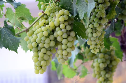  Picture of a Grapes on the Vine just before harvest
