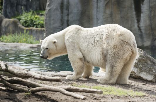 big white icebear near the water