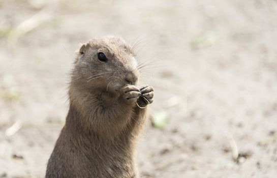 Cynomys, derives from the Greek for dog mouse eating