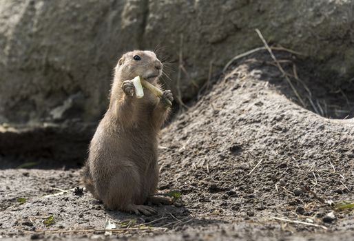 Cynomys, derives from the Greek for dog mouse