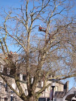 SAINT-BRIEUC,FRANCE_APRIL-09-2015-pruners in a tree