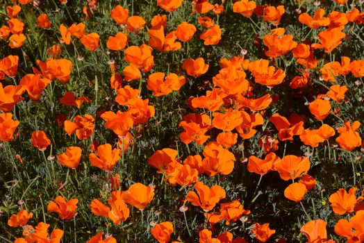 wild orange california poppy blooming from antelope valley in southern california